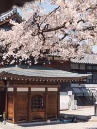 Nagoya's Hidden Cherry Blossom Gems 🌸: A Sakura Wonderland