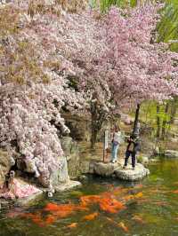 Can't Keep It a Secret! The Stunning "Big Fish & Begonia" at Olympic Forest Park South Garden 🌸🐟