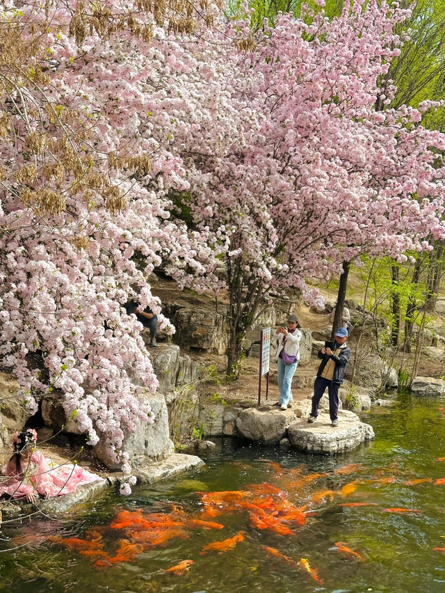 Can't Keep It a Secret! The Stunning "Big Fish & Begonia" at Olympic Forest Park South Garden 🌸🐟