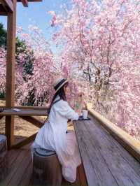 千本の垂れ桜 奈良に咲く最後の桜