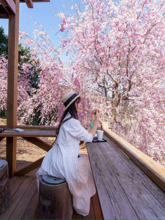 千本の垂れ桜 奈良に咲く最後の桜