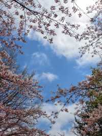 🌸 Sapporo Nakajima Park Sakura Bliss 🌸