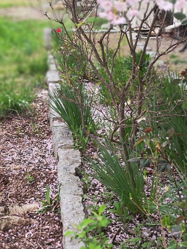來日本 選對季節 處處是櫻花