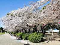 名古屋鶴舞公園，櫻花名所100選的賞櫻勝地