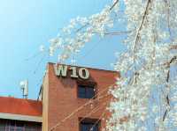 “Blossoms of Ambition: Springtime Serenity at Woosong University”