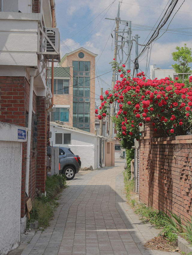 수원 장미 명소 행궁동