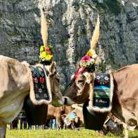 A Celebration of Alpine Tradition: My Day at the Alpabfahrt in Switzerland