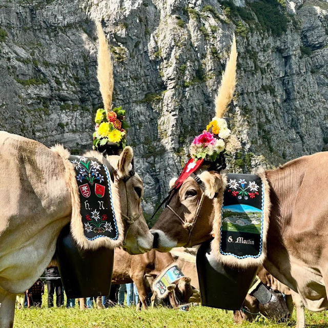 A Celebration of Alpine Tradition: My Day at the Alpabfahrt in Switzerland