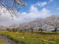粉色櫻花與鮮黃油菜花交織的春日美景---福岡縣草場川櫻花並木