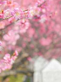 【兵庫】絶景の梅スポット🌸💕