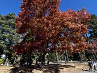 Explore the beauty of Macedon Melbourne during Autumn 