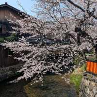 Tiny Street, Big Sakura Feels