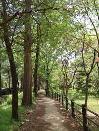경주에서 제일 좋았던 무료 산책 정원 외나무 포토존 놓치지마세요🌳