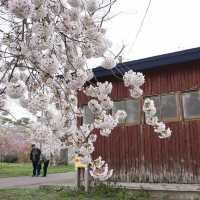“Petals by the Lake: Sakura Reflections of Ashinoko” 