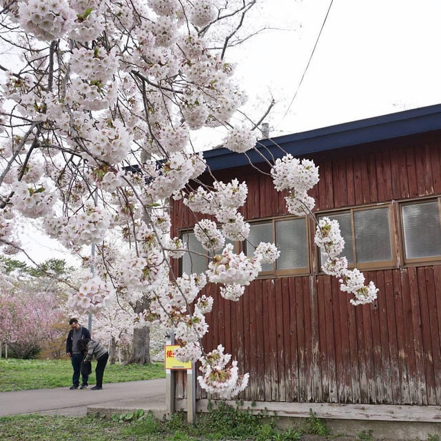 “Petals by the Lake: Sakura Reflections of Ashinoko” 