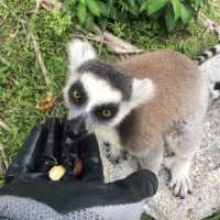 值得一去🇨🇳深圳野生動物園