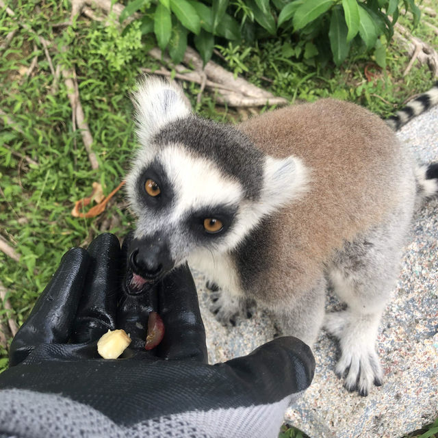 值得一去🇨🇳深圳野生動物園
