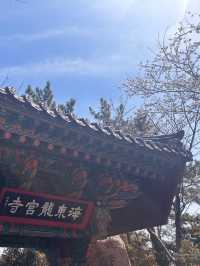 Why Busan is the Ultimate Spring Escape - Cherry Blossoms, Street Eats & Seaside Views