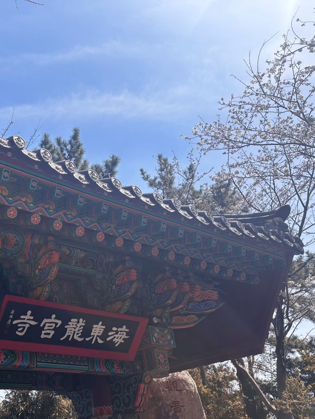 Why Busan is the Ultimate Spring Escape - Cherry Blossoms, Street Eats & Seaside Views