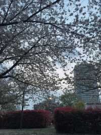 東京｜地鐵有樂町線｜金色光芒下的都市與人情之旅