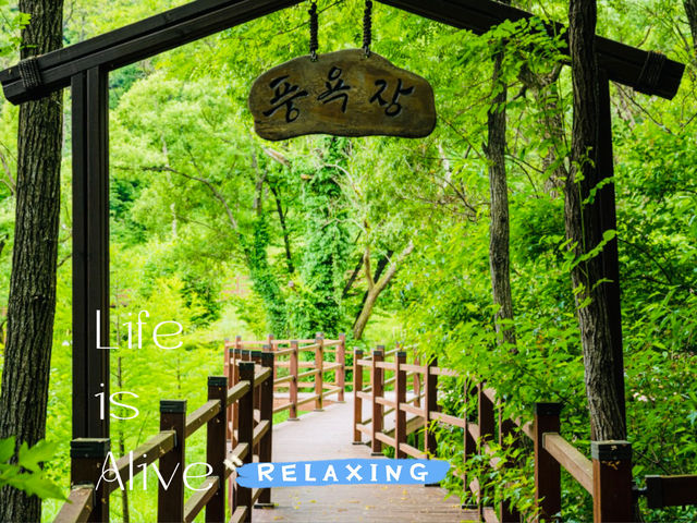 Find Peace at Daejeon Healing Forest: A Simple Getaway