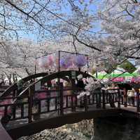 Jinhae Yeojwacheon Stream (Changwon)
