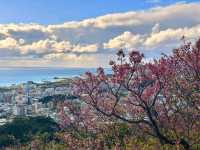 沖繩賞櫻，名護城跡公園的絕美海景櫻花