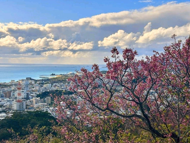 沖繩賞櫻，名護城跡公園的絕美海景櫻花