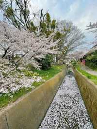 Quiet Beauty with Old Charm