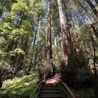 Whispers of the Redwoods: A Weekend in Muir Woods