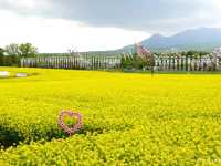 【栃木県】鯉のぼりと菜の花畑のコラボ「那須ハートフルファーム」