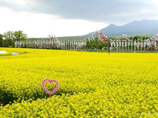 【栃木県】鯉のぼりと菜の花畑のコラボ「那須ハートフルファーム」