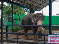 วัดท่าไม้ – สัมผัสพลังศรัทธาและความสงบใจ