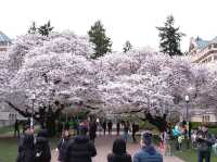 แจกพิกัดชม Cherry blossom แบฉ่ำฟูที่ USA