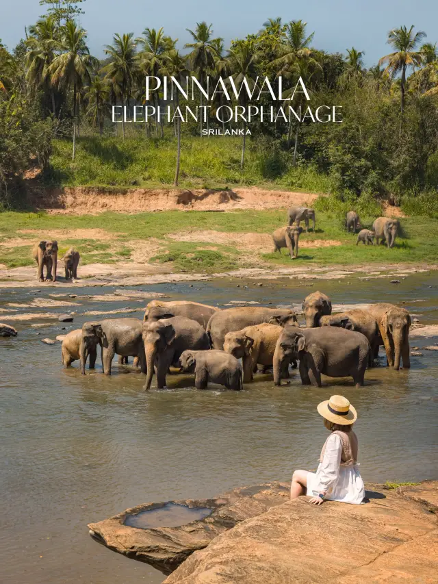 Pinnawala Elephant Orphanage ศูนย์ช่วยช้างถูกทิ้ง🐘