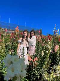 🌸 Northern Blossom: Benguet’s Blooming Paradise 🌄