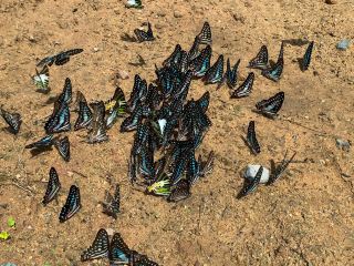 Visit the magical butterfly sanctuary at Pang Sida.