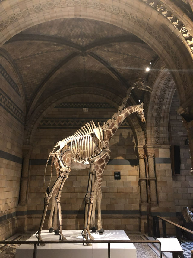 【倫敦必訪🌍自然歷史迷的天堂！自然歷史博物館體驗心得🦖🧬】