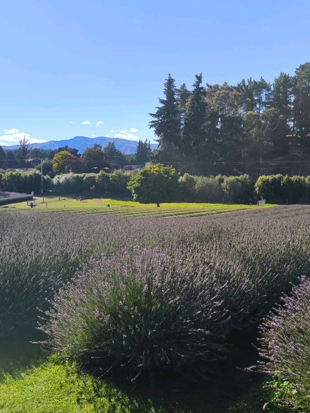 🇳🇿鈕西蘭 wanaka 4個必玩景點