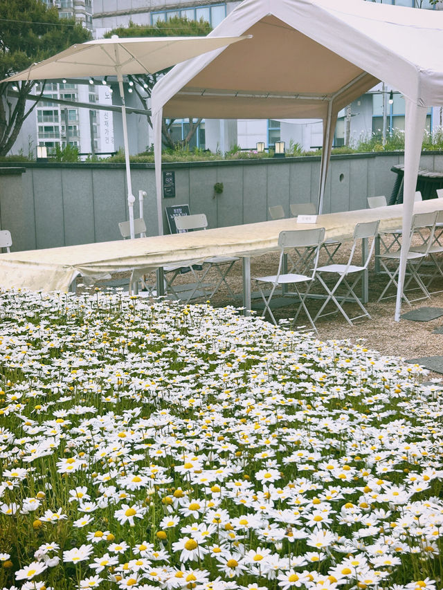 🌼데이지가 가득 피어난 꽃 카페, 스페이스 작