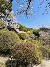 Dreaming in Pink: A Spring Spell at Mifuneyama Rakuen