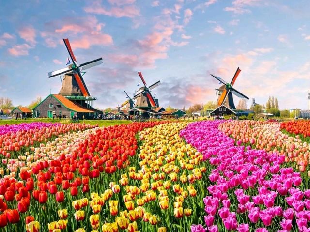 Bollenstreek: Where the Netherlands Blooms in Technicolor