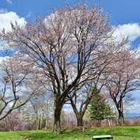 SHIMIZU PARK: CHIBA’S CHERRY BLOSSOM WONDERLAND 🌸🏞️✨