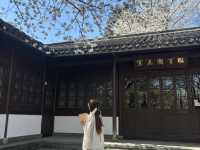 Cherry blossoms in Hangzhou (2025.03.26) 