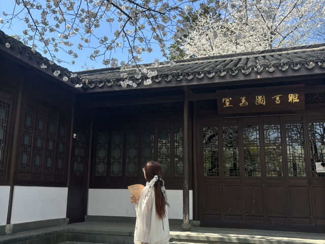 Cherry blossoms in Hangzhou (2025.03.26) 