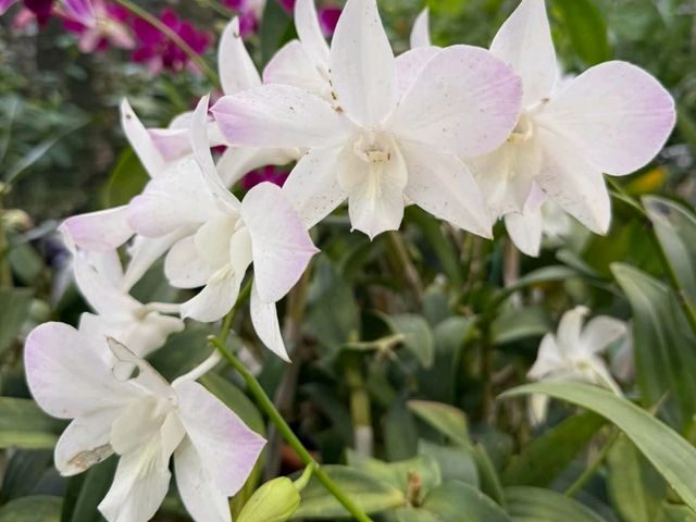 Winter Flower Garden, Betong - A Dreamy Floral Wonderland in Southern Thailand