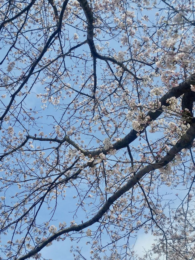 The Yuuyuu Park