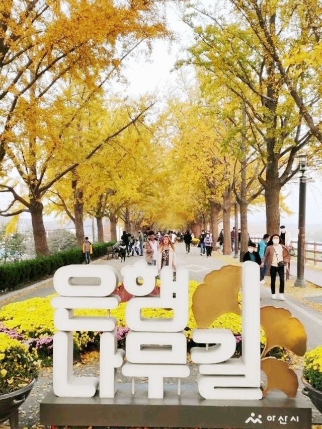 황금빛 융단을 걷다, 아산 곡교천 은행나무길