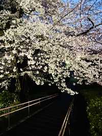 春之旅～～～～仙台賞櫻🌸