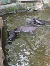 Farm in the City - An Eden of Animals and Nature